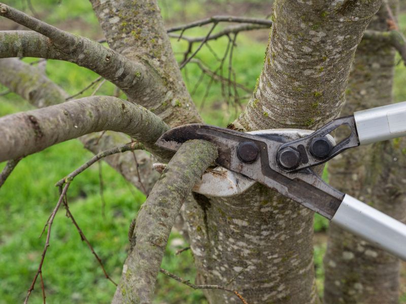 Branches Pruning in Reno, NV