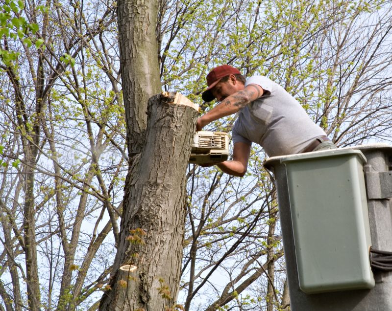Contact About Tree Service