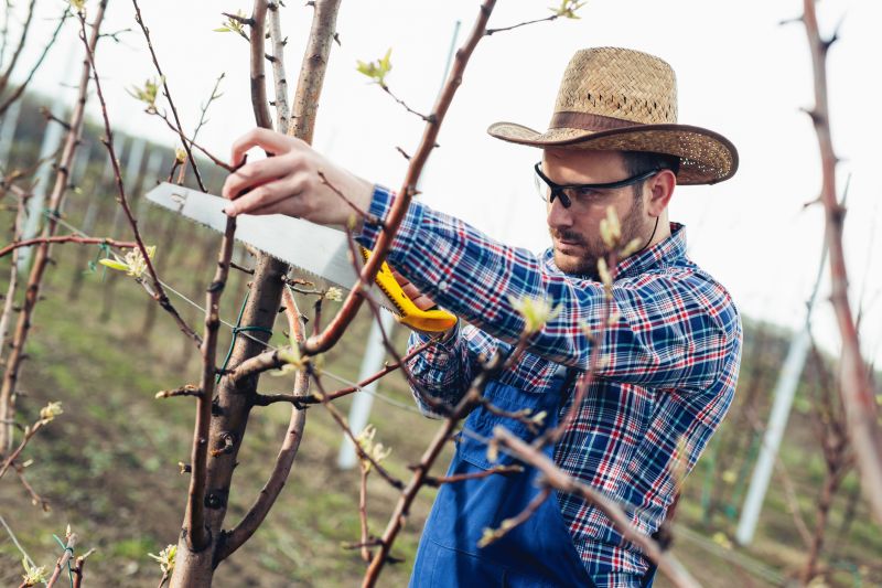 Beech Tree Pruning in Reno, NV