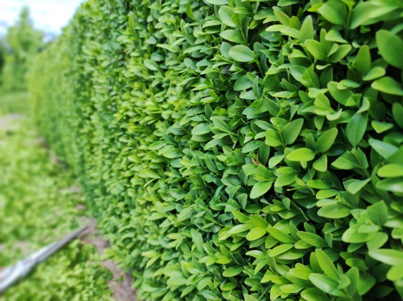 Boxwood Trimming in Honolulu, HI
