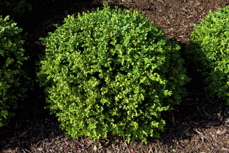 Boxwood Trimming in Aiken, SC