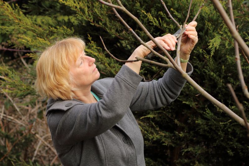 Bradford Pear Tree Pruning in Pottstown, PA