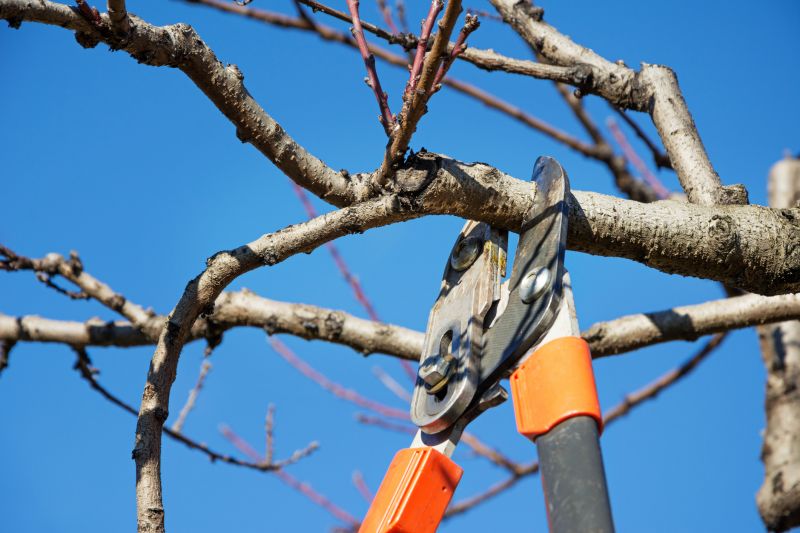 Branches Pruning in Reno, NV
