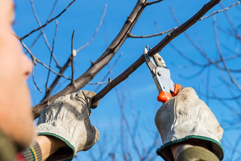 Branches Pruning in Allentown, PA