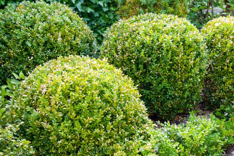 Bush Trimming Service in Honolulu, HI