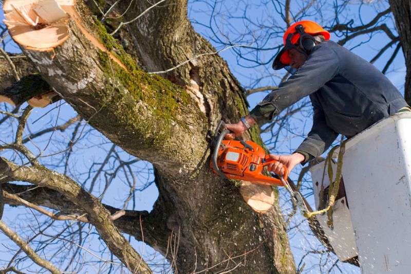 Cherry Tree Removal in Pottstown, PA