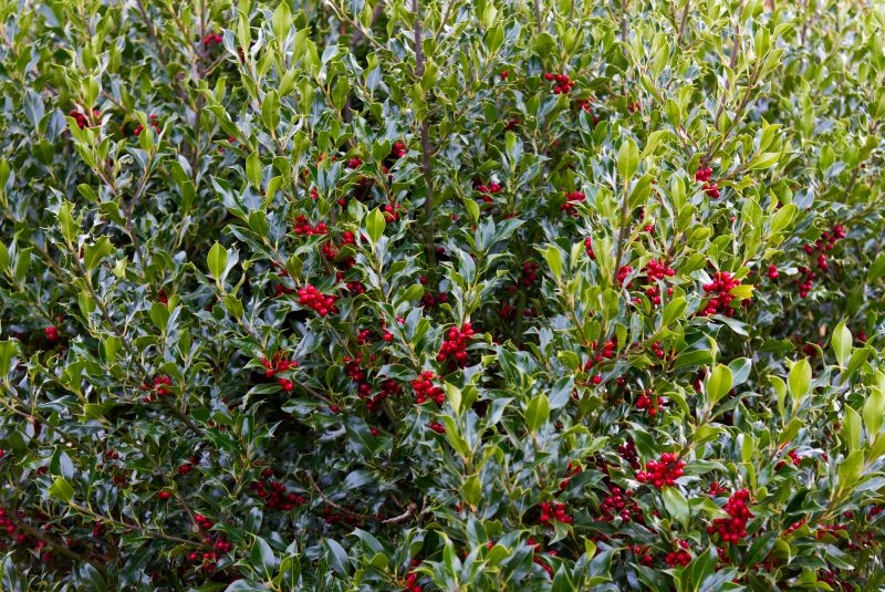 Holly Bushes Trimming in Ventura County, CA