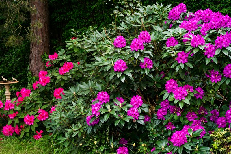 Rhododendron Pruning in Honolulu, HI