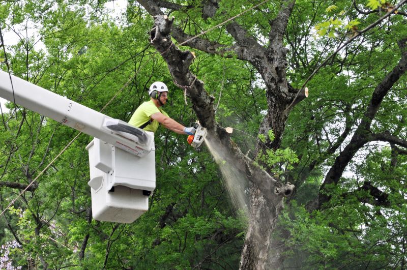 Spruce Tree Removal in Bucks County, PA