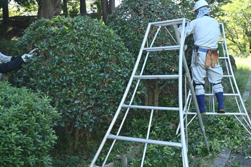 Topiary Shaping in Rockwall, TX