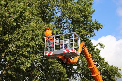 Tree Service Cost Guide — Cost of Tree Service