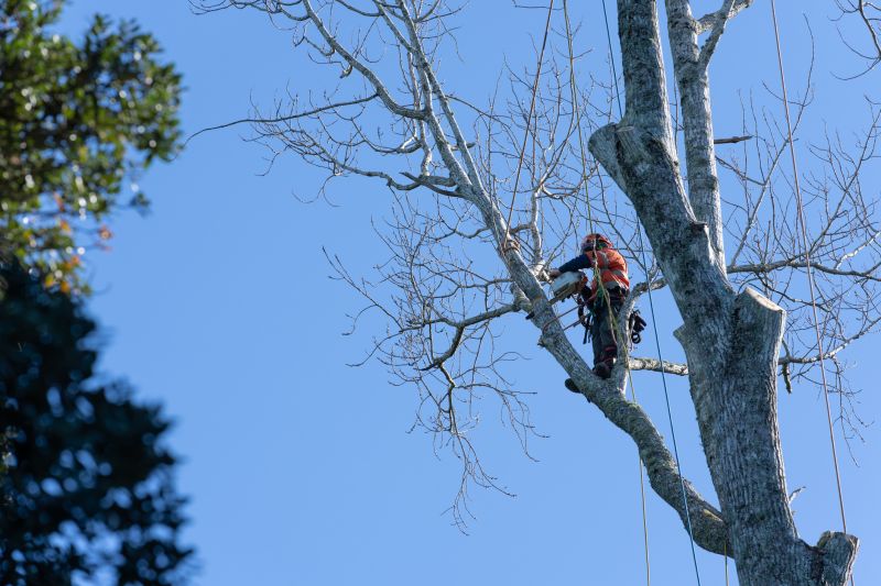 Tree Service Cost Guide — Cost of Tree Service