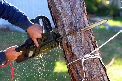 Tree Service Cost Guide — Cost of Tree Service