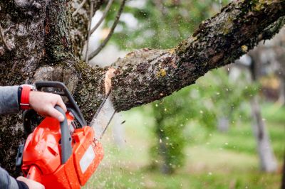 Tree Service Cost Guide — Cost of Tree Service
