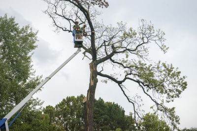 Winter Tree Services