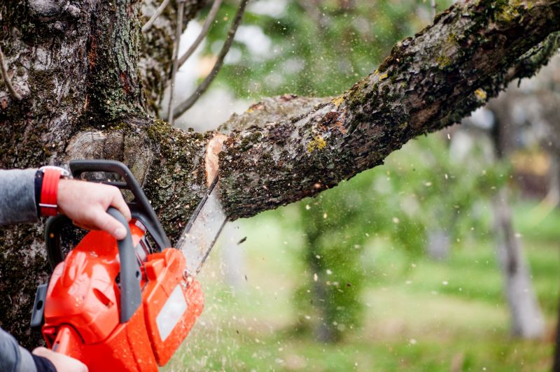Willow Tree Removal in Bucks County, PA