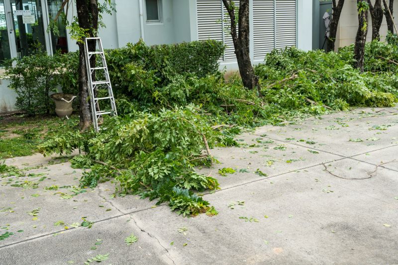 Willow Tree Removal in Doylestown, PA