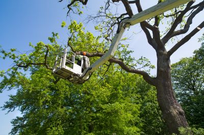 Tree Pruning Service!