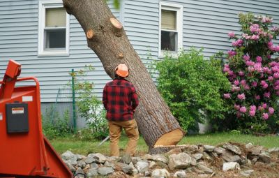 Tree Removal Service!