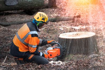 Tree Stump Grinding and Removal!
